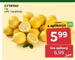 Stokrotka Cytryny oferta