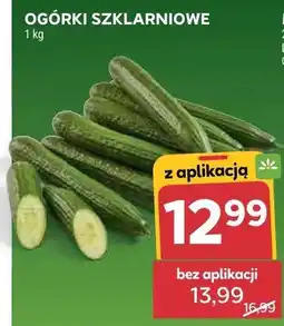 Stokrotka Ogórki szklarniowe oferta