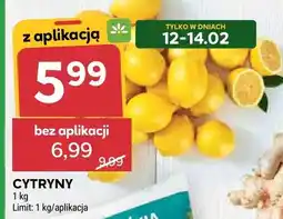 Stokrotka Cytryny oferta