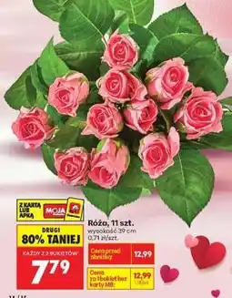 Biedronka Róża 11 szt oferta