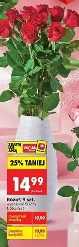 Biedronka Róża, 9 szt oferta