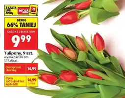 Biedronka Tulipany, 9 szt oferta