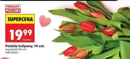 Biedronka Polskie tulipany, 14 szt oferta