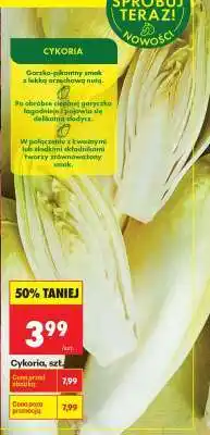 Biedronka Cykoria, szt oferta