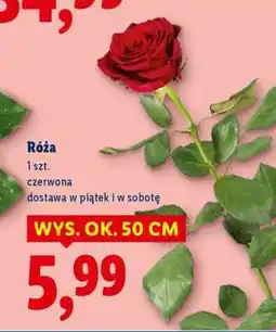 Lidl Róża oferta