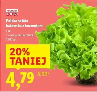 Lidl Polska sałata batavska z korzeniem oferta