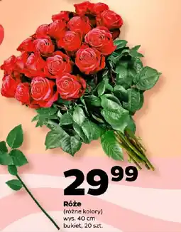 Netto Róże oferta