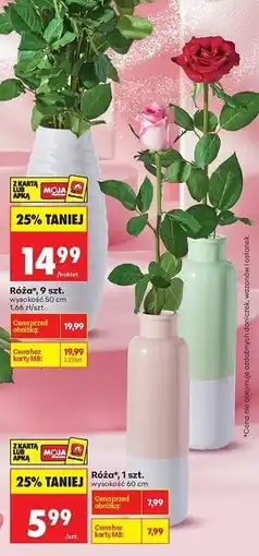 Biedronka Róża 60 cm oferta
