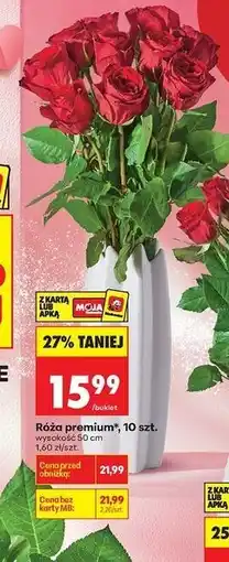 Biedronka Róże premium 50 cm oferta