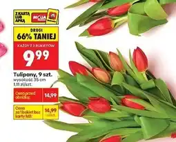 Biedronka Tulipany oferta