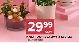 Stokrotka Kwiat Doniczkowy z Misiem oferta