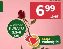 Stokrotka RÓŻA (1 szt. 60 cm) oferta