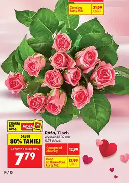 Biedronka Róża oferta