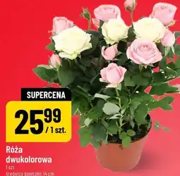 Polomarket Róża dwukolorowa oferta