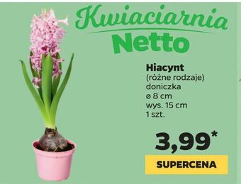 Netto Hiacynt oferta