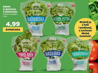 Netto Sałata w doniczce Z Zieleniaka oferta