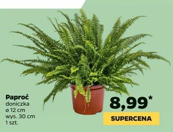 Netto Paproć oferta