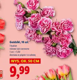 Lidl Goździki oferta