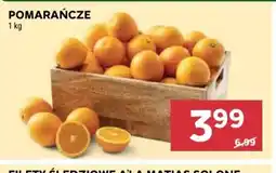 Stokrotka Pomarańcze oferta
