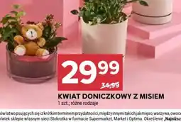 Stokrotka Kwiat doniczkowy z misiem oferta