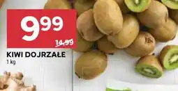 Stokrotka Kiwi dojrzałe oferta