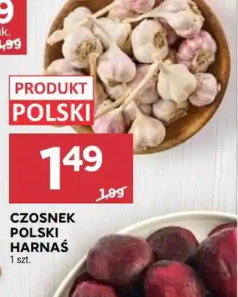 Stokrotka Czosnek Polski Harnaś oferta