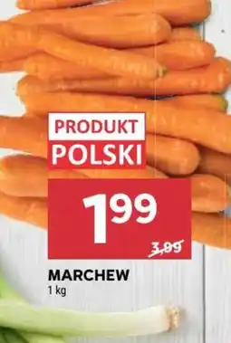 Stokrotka Marchew oferta