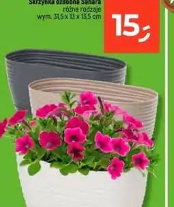 Dealz Skrzynka ozdobna Sahara oferta