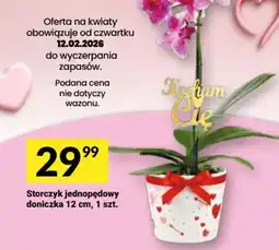 Twój Market Storczyk jednopędowy oferta