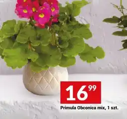 Twój Market Primula Obconica mix oferta