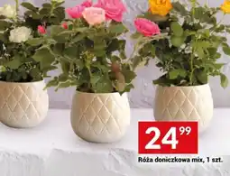 Twój Market Róża doniczkowa mix oferta