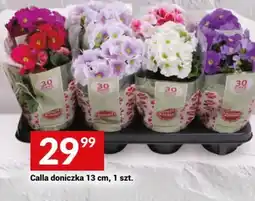 Twój Market Calla doniczka oferta