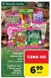 Carrefour Cebulki kwiatów wiosennych Vita Line oferta