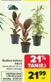 Carrefour Fikus Gasa oferta