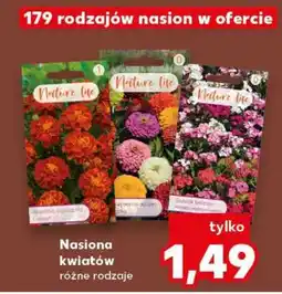 Kaufland Nasiona kwiatów oferta