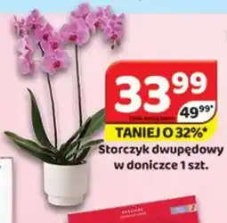 Delfin Storczyk dwupędowy w doniczce oferta