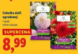 Lidl Cebulka dalii ogrodowej oferta