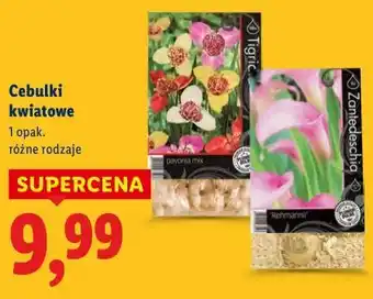 Lidl Cebulki kwiatowe oferta