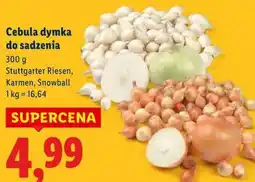 Lidl Cebula dymka do sadzenia oferta