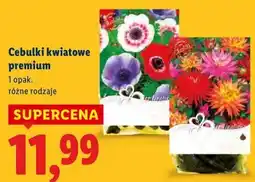 Lidl Cebulki kwiatowe premium oferta