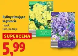 Lidl Byliny zimujące w gruncie oferta