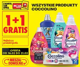 Biedronka Wszystkie produkty Coccolino oferta