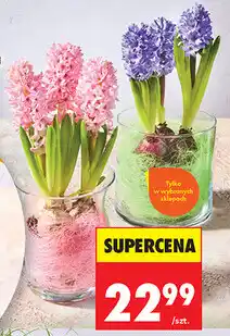 Biedronka Hiacynt w szklanej osłonce oferta