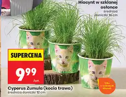 Biedronka Cyperus Zumula (kocia trawa) oferta