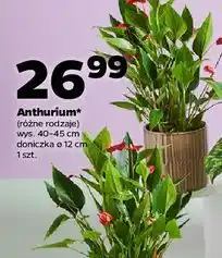 Netto Anthurium (różne rodzaje) oferta