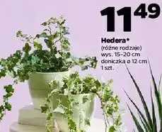 Netto Hedera oferta