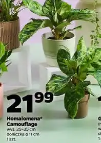 Netto Homalomena Camuflage oferta