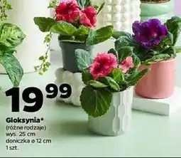 Netto Gloksynia oferta