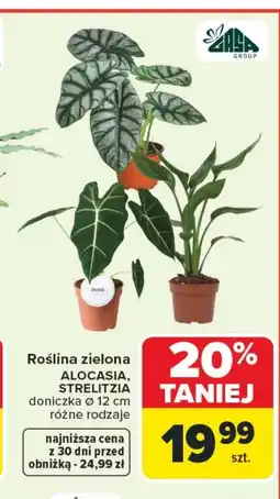 Carrefour Roślina doniczkowa Casa Group oferta