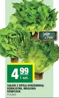 Spar Sałata z bryłą korzeniową: dębolistna, masłowa Remferek oferta